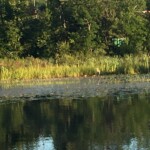 Where is the heron?